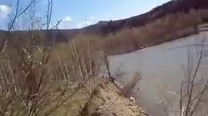 Медвежонок дерется с собаками.