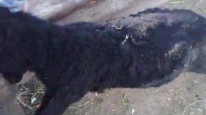 Чувак играется с бараном в зоопарке...