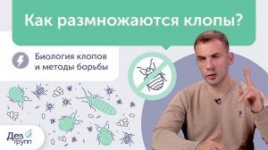 Все про размножение клопов | Жизненный цикл клопов и методы избавления от клопов