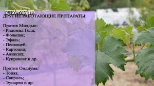 Что Делать с Виноградом Осенью - ОБРАБОТКА ВИНОГРАДА ОСЕНЬЮ - Осенний Уход за Виноградом