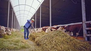 Мраморная говядина | Герефорды | Содержание и откорм бычков | Мясное скотоводство