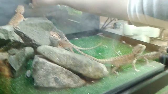 Как малыши агам сверчков ели смотреть онлайн