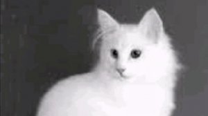 Cute White beuty cats pictures . Cats pic