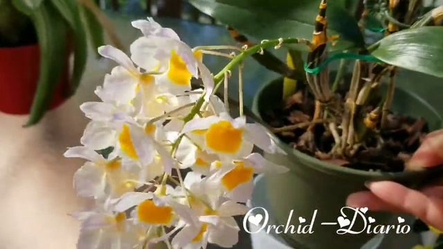 Dendrobium de Colección Den. Farmeri y Den. Ueang Pheung смотреть онлайн