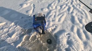 Ловля ФОРЕЛИ НА ПЛАТНИКЕ ; БЕШЕНЫЙ КЛЁВ ; Winter trout fishing at Nizhnij Novgorod