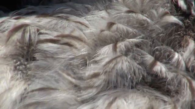 Нашел неясыть(похоже длиннохвостая) №3 09.04.2018 смотреть онлайн