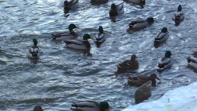 Прогулка по Павловскому парку | Павловск март 2021 смотреть онлайн