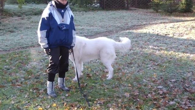 Дрессировка собак. Маремма (2). http://www.dogclass.ru/ смотреть онлайн