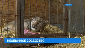Рысь поймали в подвале многоэтажки в Иркутске