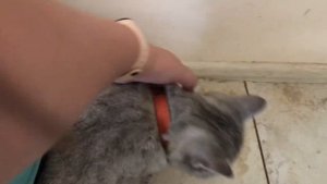 Обнаружила свищ у кошки. Едем с Сопой в ветклинику