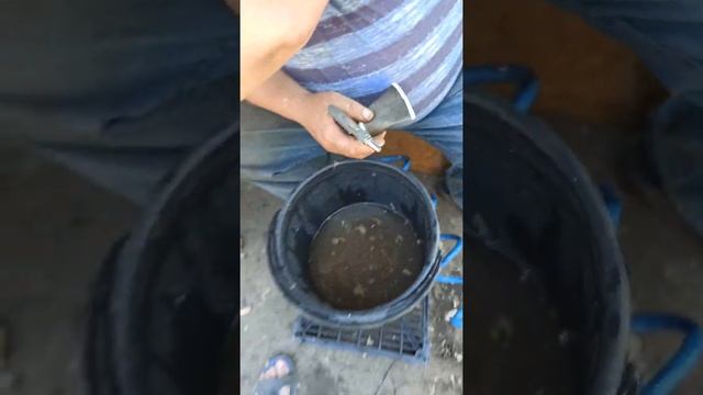 Самый деликатный способ чистки молодой картошки, Лукашенко оценит смотреть онлайн