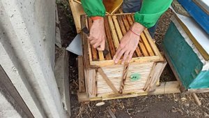 Сбор клуба пчел на зиму с малым количеством меда в рамках. Сборка гнезда на зиму дадан ЛЕЖАК