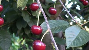 Вишня Эрди крупноплодная, Панди Криссан. Для десерта и переработки