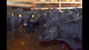 КРС Абердин Ангусской породы. Почему эти телки не пойдут на племя? КФХ Александра Москвина.