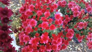 Поздние сорта хризантем и новинки. Обзор 25.10.2020