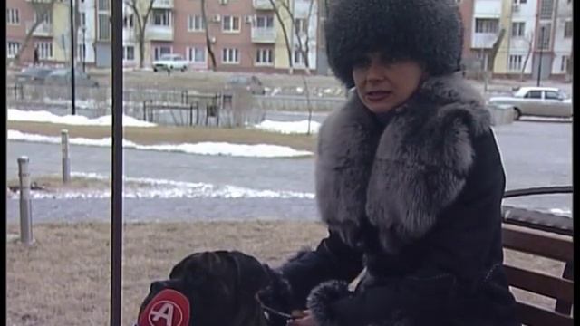 О породе Бульмастиф смотреть онлайн