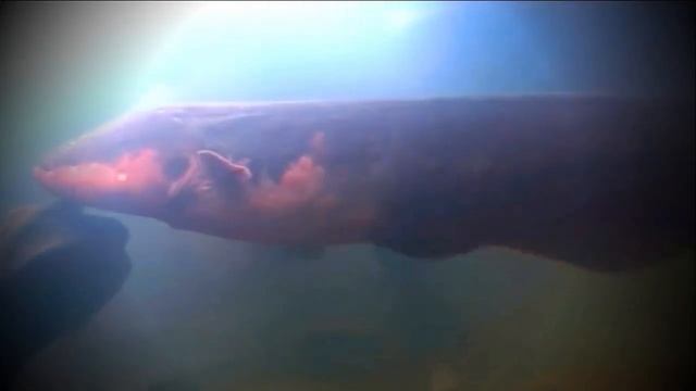 Sucuri x peixe elétrico | Veja no que deu! смотреть онлайн