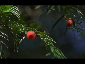 Тис ягодный (Taxus baccata) - English yew