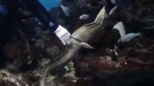 Мурены людоеды