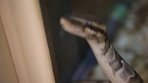 Террариум в Ростовском зоопарке