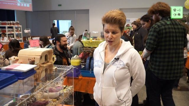 Когтистая или монгольская песчанка – неприхотливый домашний грызун