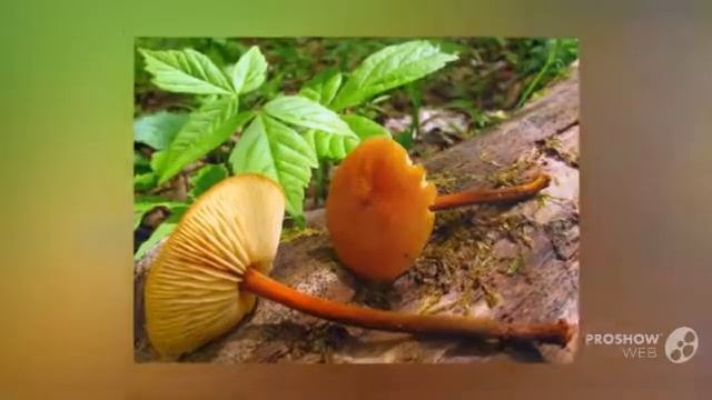 Xeromphalina tenuipes - fungi kingdom смотреть онлайн