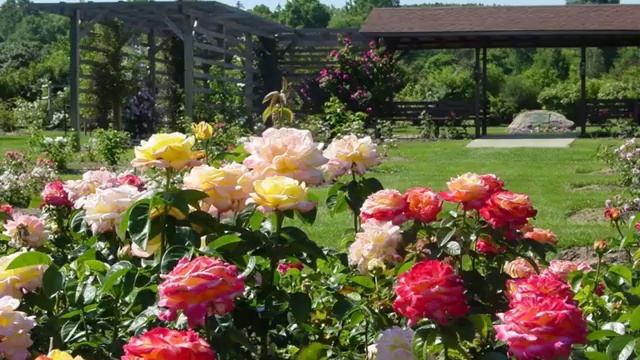 Какие розы цветут все лето смотреть онлайн