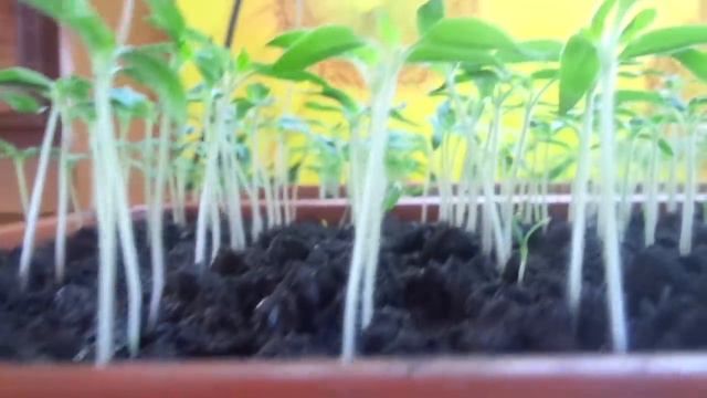 ОБЗОР РАССАДЫ ТОМАТОВ 23 ФЕВРАЛЯ 2019 ГОДА. Ольга Чернова. смотреть онлайн