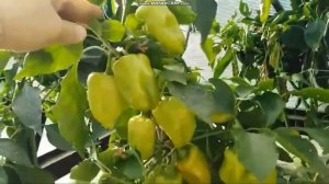 сортовой перец СЛАДКИЙ ЗДОРОВЬЕ обзор