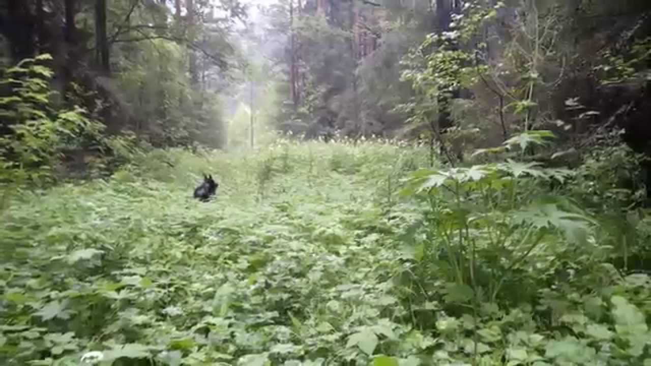 Моей лайке 5 месяцев или первая работа "по перу" смотреть онлайн