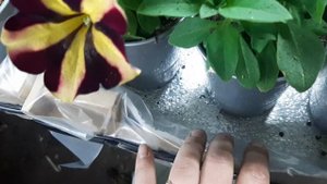 калибрахоа#полив#болезни