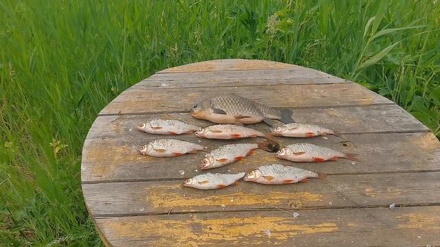 Озеро Глухое Новосибирск 02.07.23 китайское тесто или толстые отечественные черви смотреть онлайн