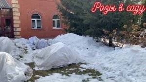 РОЗЫ. КОГДА ОТКРЫВАТЬ РОЗЫ ПОСЛЕ ЗИМЫ? Я ОТКОПАЛА ОТ СНЕГА, УБРАЛА ДОМИКИ.