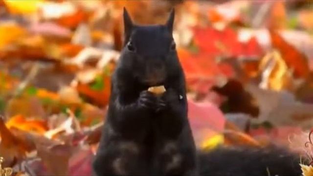 У Беды Глаза Зеленые (поёт ED Grig) смотреть онлайн