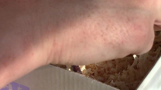 Что с птенцом? / Его больше нет / Ошибки кормления воробья / Малыш не выжил смотреть онлайн