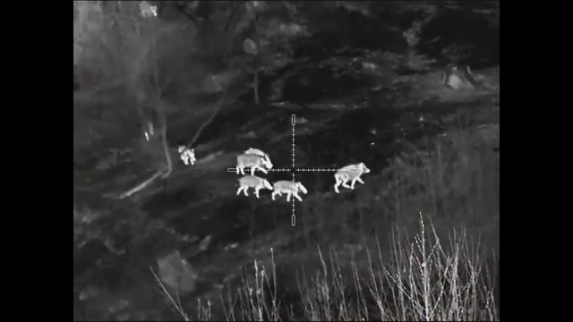 NightPearl FOX 50max III - divoké prasata смотреть онлайн