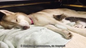 Хаски (собака): характеристика сибирской породы