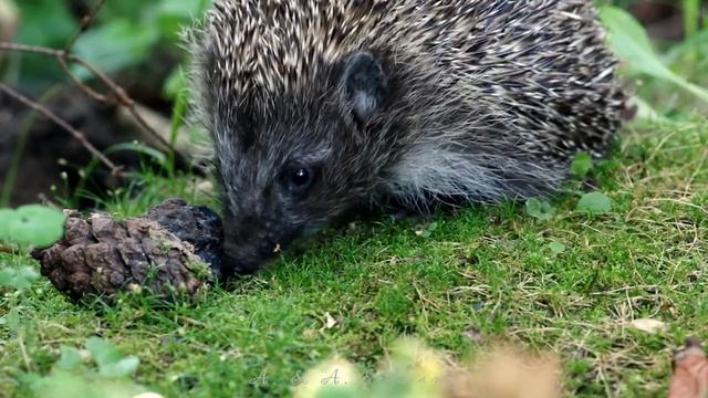 Белогрудый ёж - WHITE-BREASTED HEDGEHOG (Erinaceus concolor)