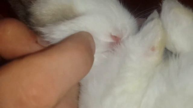 Карликовый кролик. Такой классный! Смотрите до конца. Его мордочку можно рассмотреть смотреть онлайн