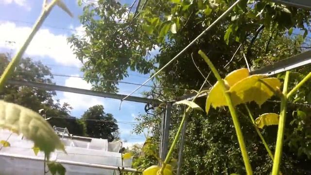 ВИНОГРАДНИК в ИЮНЕ. ВИНОГРАД в ПОДМОСКОВЬЕ ТопСад.TopSad. смотреть онлайн