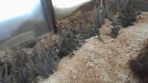 Зимнее хранение подвоя, предназначенного для зимней прививки.