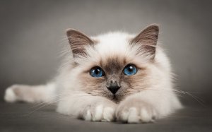 Эти милые котики