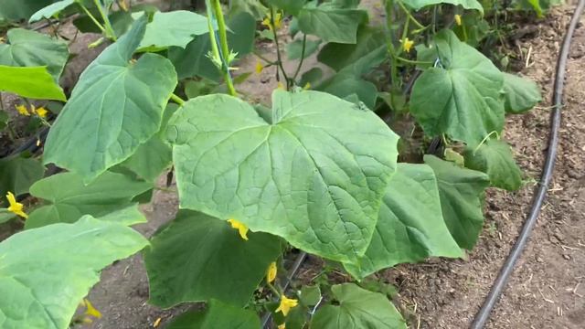 Огурец Каприкорн F1 на отоплении. 20 дней после высадки. смотреть онлайн