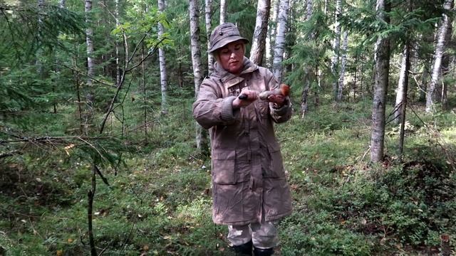 СОБИРАЕМ ГРИБЫ В СЕНТЯБРЕ. Осторожно! Среди красивых и съедобных могут быть ядовитые! смотреть онлайн