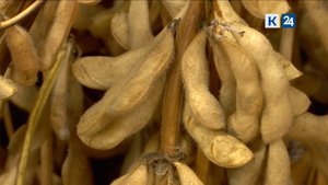 Мир сельского хозяйства. Соя 17.09.24