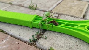 ШОК! БОГОМОЛ ПРОТИВ СТРЕКОЗЫ! / БОГОМОЛ КУШАЕТ СТРЕКОЗУ