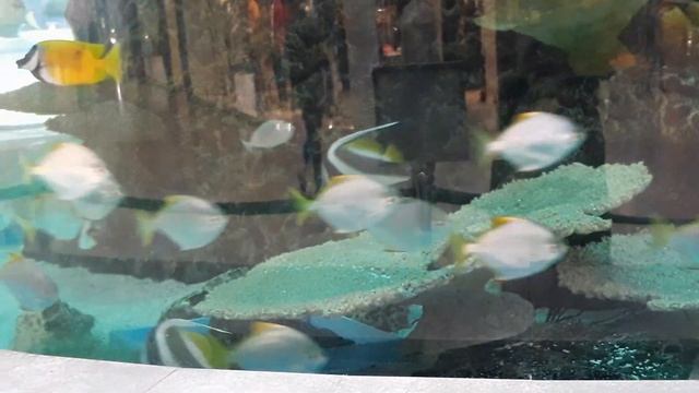 Гиганский цилиндрический аквариум. Москва. смотреть онлайн