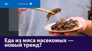 Начнут ли россияне есть мясо насекомых? — Москва FM