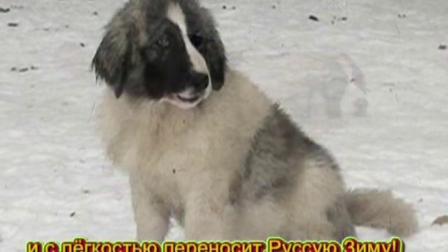 Пиренейский мастиф в России смотреть онлайн