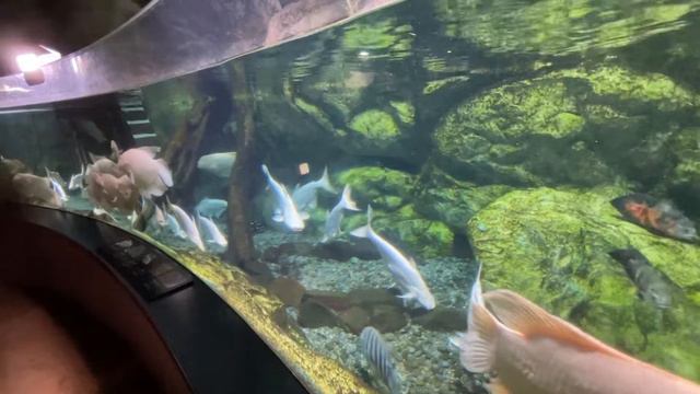 Starfield COEX Mall - Tuesday Afternoon at Starfield Library and Coex Aquarium смотреть онлайн